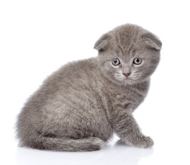 sad british shorthair kitten. isolated on white background