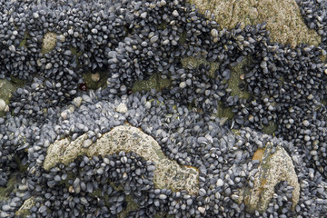 rock and clams