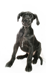 Fototapeta premium Smirking puppy