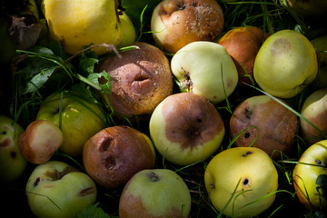 Naklejka na ściany i meble Sterta gnijących i rozkładających się jabłka w ogrodzie