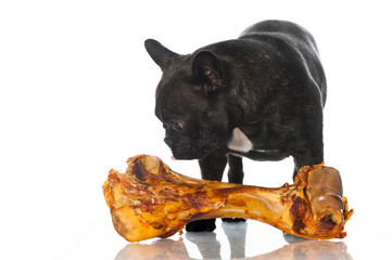 Französische Bulldogge