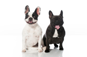 Französische Bulldoggen