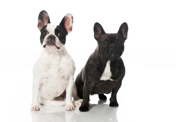Fototapeta premium Französische Bulldoggen