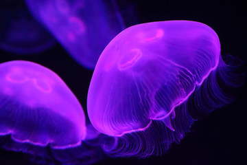 Fototapeta premium moon jellyfish in the water