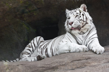 White Tiger © Sailorr