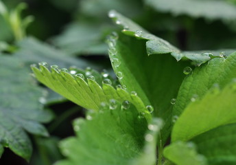 Grünes Leben rund um uns
