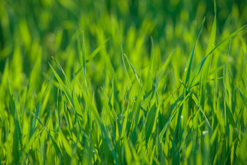 Close up of fresh grass with water drops