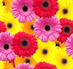 Gerbera flower seamless pattern background
