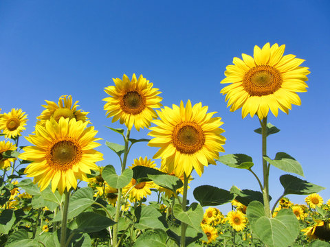 Sunflowers with clear blue sky