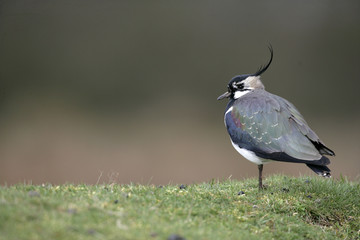 Northern lapwing, Vanellus vanellus
