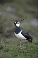 Northern lapwing, Vanellus vanellus