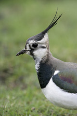 Northern lapwing, Vanellus vanellus