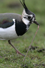Northern lapwing, Vanellus vanellus