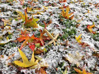 Abstract background of autumn leaves. The first snow.
