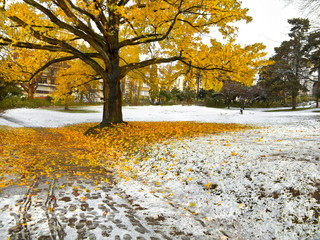Park in Autumn. The first snow.
