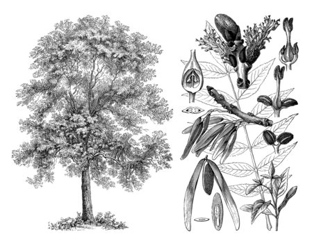 Tree : Ash (Fraxinus Exelsior) - Fr&ecirc;ne - Esche