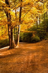Forest Road in the autumn. Autumn Landscape.