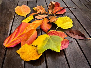 Naklejka na ściany i meble Abstract background of autumn leaves.