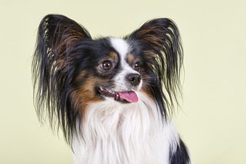 Hunde-Papillon-10331