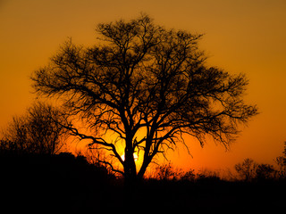 Plakat Afrykański zachód słońca