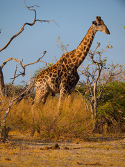 Giraffe in savanna