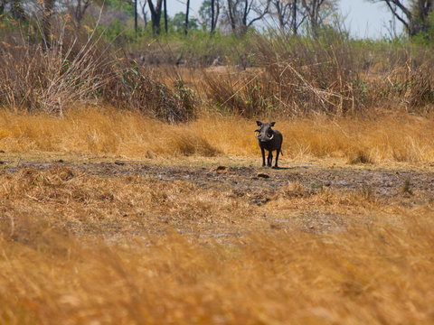 Warthog in savanna (Phacochoerus africanus)
