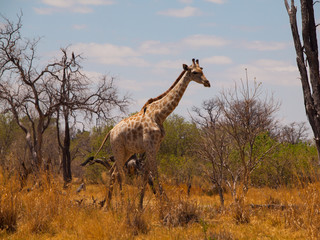 Giraffe in savanna