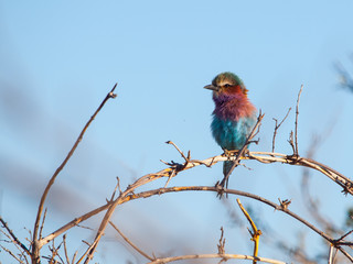 Lilac-breasted Roller (Coracias Caudatus)