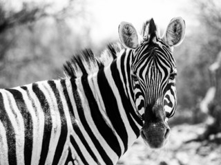Fototapeta na wymiar Portret zebra w czerni i bieli