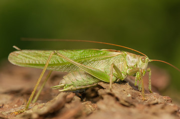 Grasshopper
