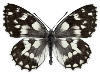 Obraz premium Isolated Marbled White butterfly