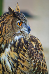 Closed up of eagle owl