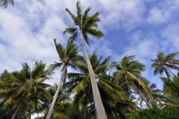 Obraz premium Coconut Palm Tree Moorea Beach French Polynesia