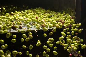 closeup of olives in a olive oil machine