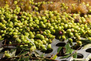 closeup of olives in a olive oil machine