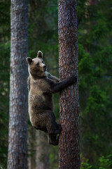 Brown Bear in Finnish Forest