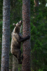 Brown Bear in Finland Forest