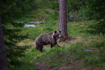 Obraz na płótnie Canvas Brown Bear in Finnish Forest