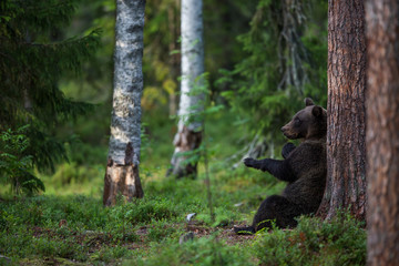 Brown bear in forest