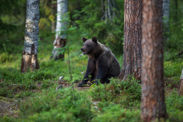 Obraz na płótnie Canvas Brown Bear in Finland Forest