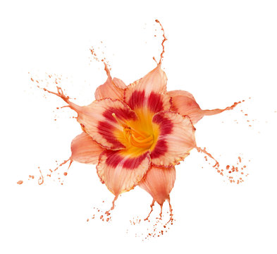 Orange Flower Splashes