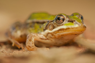 Frog