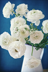 White Ranunculus flowers on a blue background