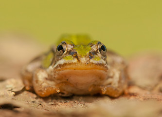 Frog