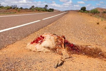 Road kill, Australia