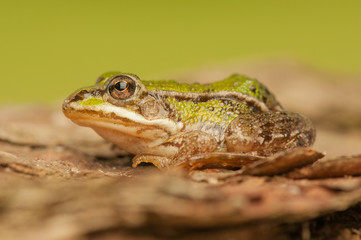 Frog