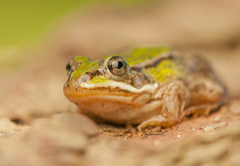 Frog