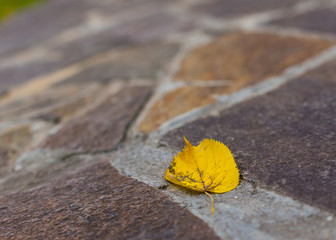 yellow leaf on paving stone