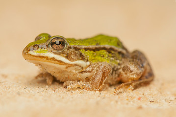 Frog