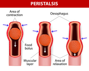 peristalsis. involuntary wavelike muscular contraction. - obrazy, fototapety, plakaty